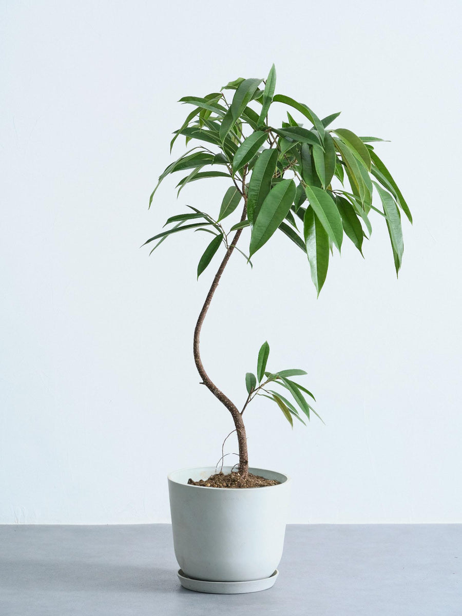 フィカス・アムステルダムキング | 観葉植物の通販 AND PLANTS (アンド