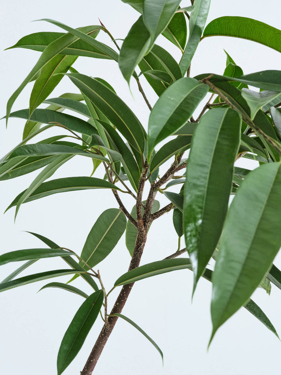 アムステルダム　キング　曲がり　2 フィカス・アムステルダムキング まがり | 観葉植物の通販 AND PLANTS