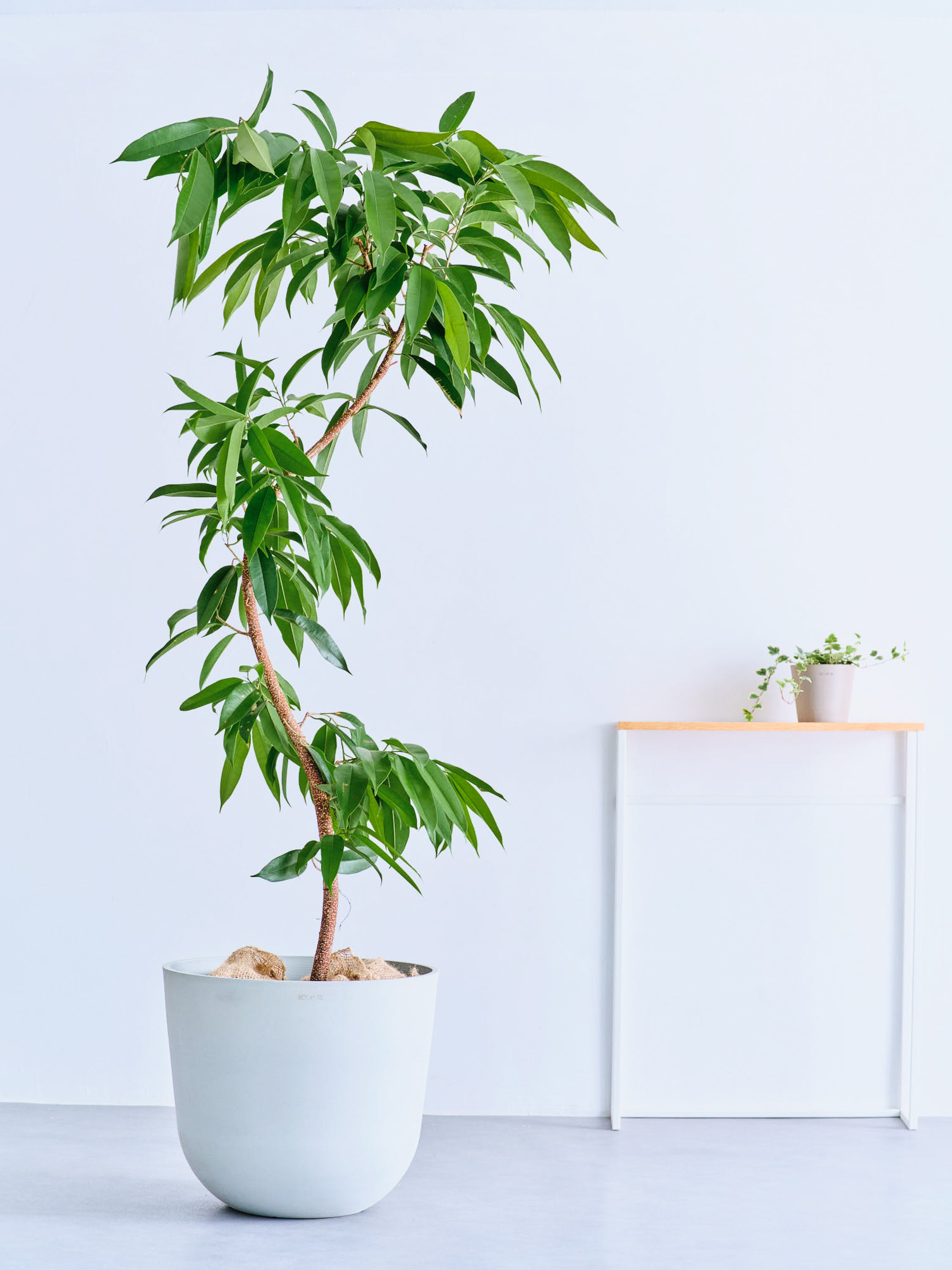 10 【180センチフィカス・アムステルダムキング 】白陶器鉢仕立て大型観葉植物 フィカス・アムステルダムキング まがり XL 【全国発送可能】 | 観葉