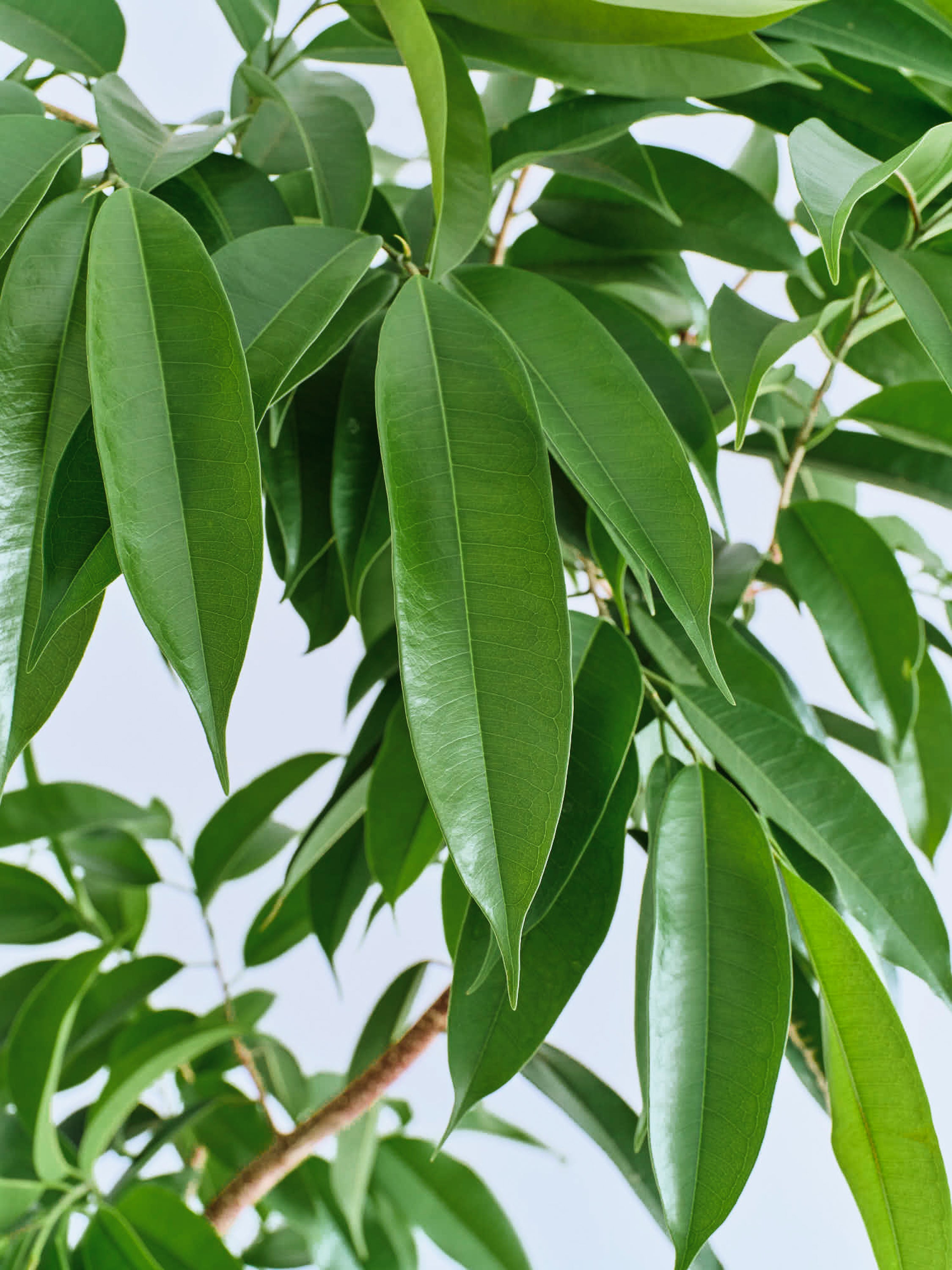 フィカス・アムステルダムキング まがり XL 【全国発送可能】 | 観葉