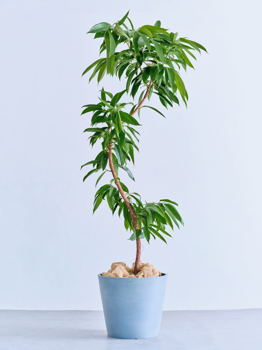 フィカス・アムステルダムキング まがり | 観葉植物の通販 AND PLANTS