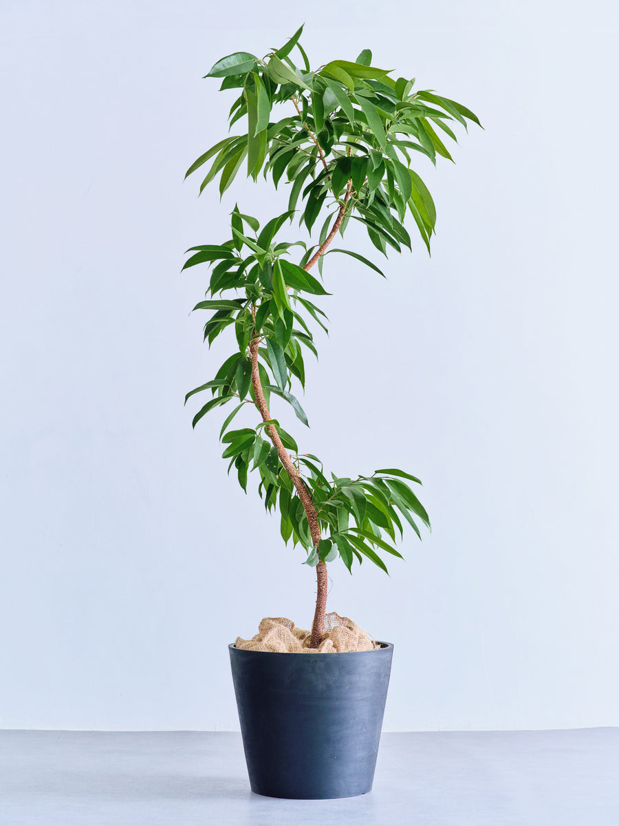 フィカス・アムステルダムキング まがり | 観葉植物の通販 AND PLANTS