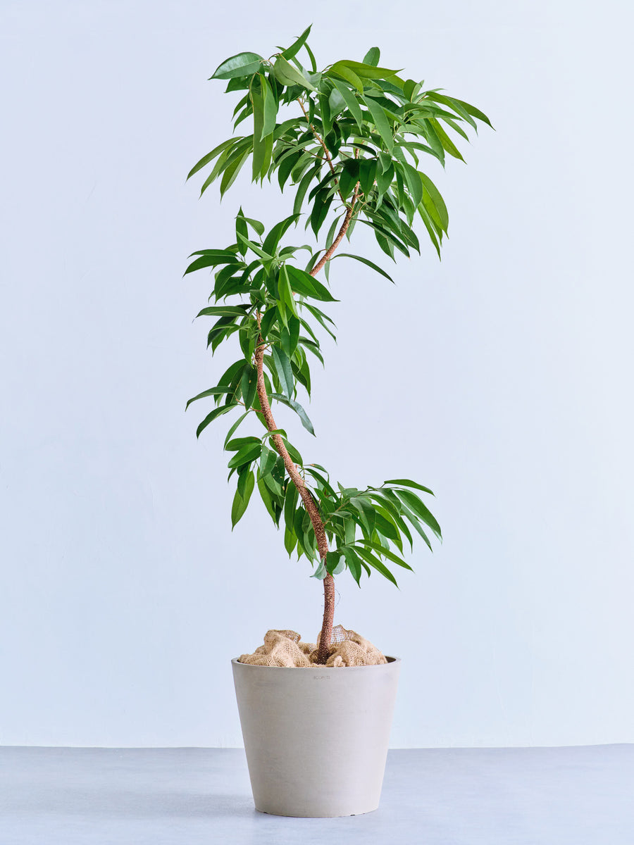 フィカス・アムステルダムキング まがり | 観葉植物の通販 AND PLANTS