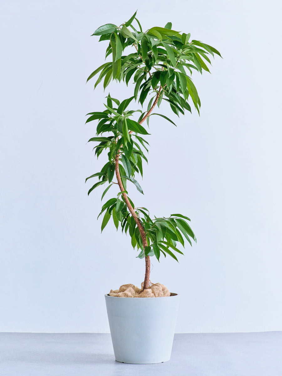 フィカス・アムステルダムキング まがり | 観葉植物の通販 AND PLANTS