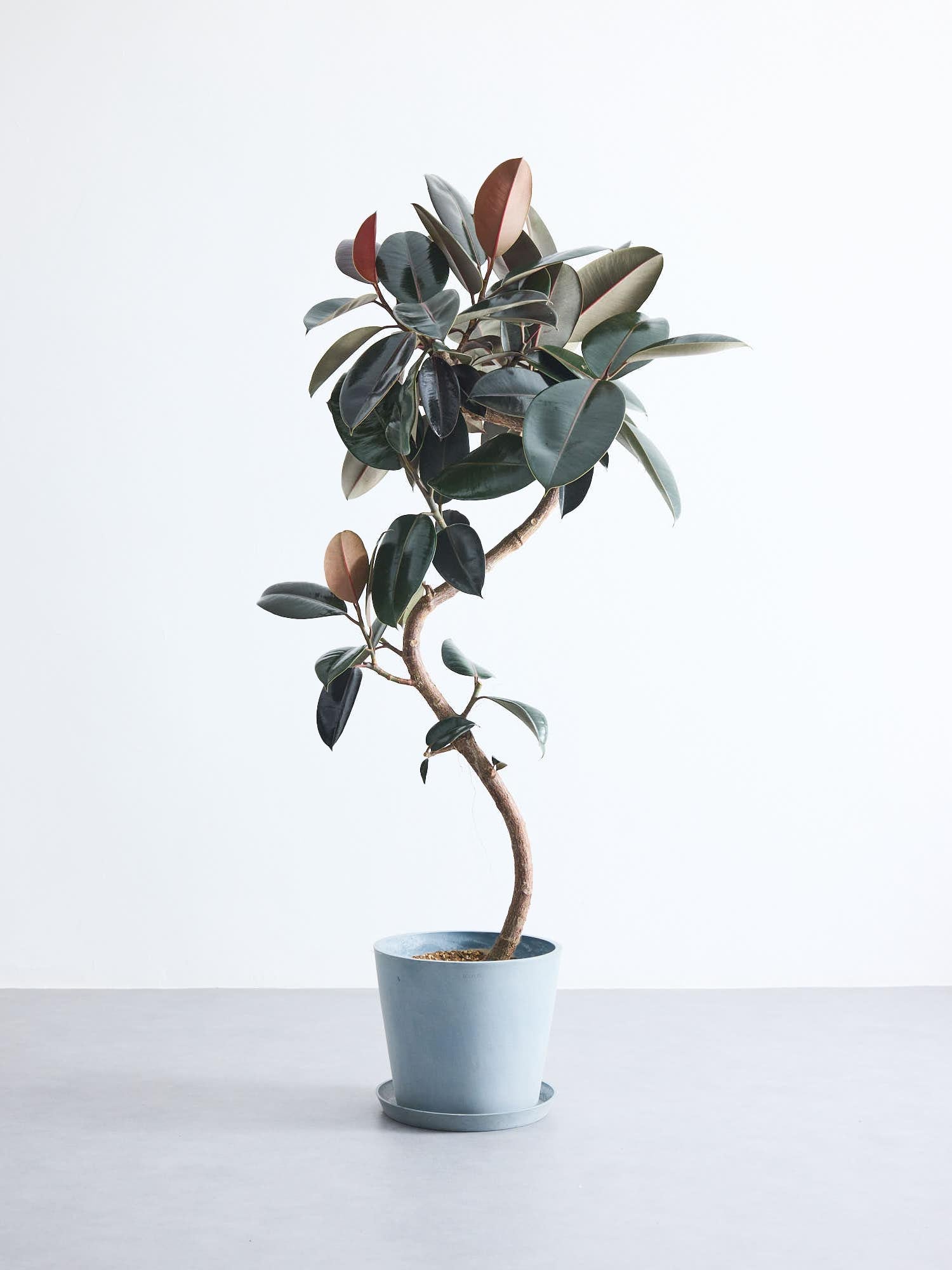 フィカス（ゴムの木） | 観葉植物の通販 AND PLANTS (アンドプランツ)