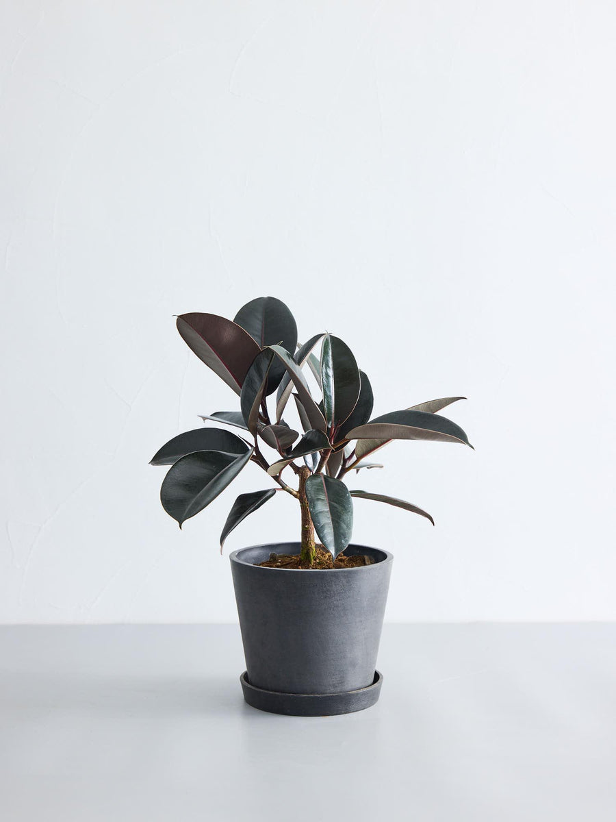 フィカス・バーガンディ 6号 | 観葉植物の通販 AND PLANTS (アンド