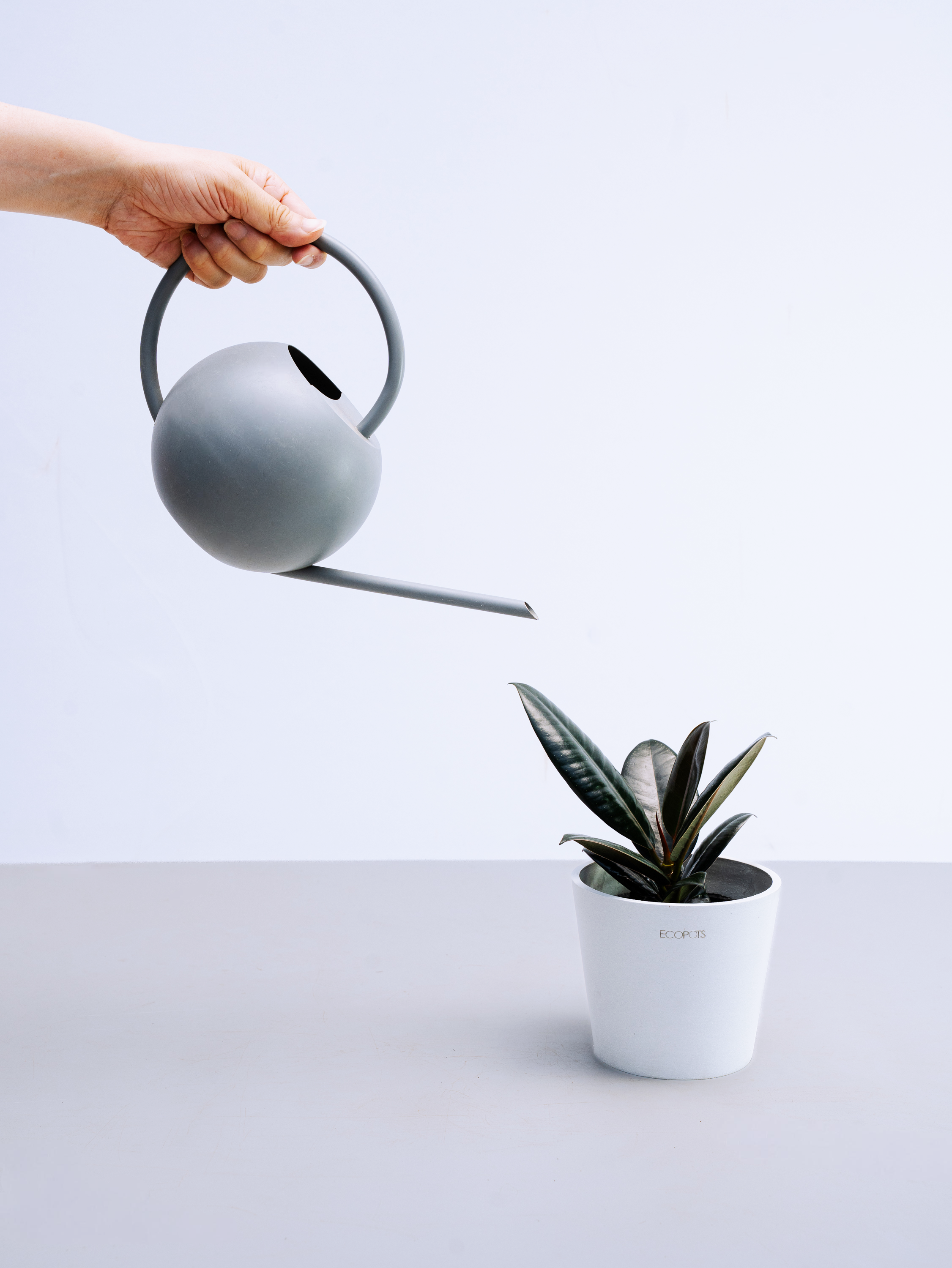 フィカス・バーガンディ Table-M | 観葉植物の通販 AND PLANTS (アンド