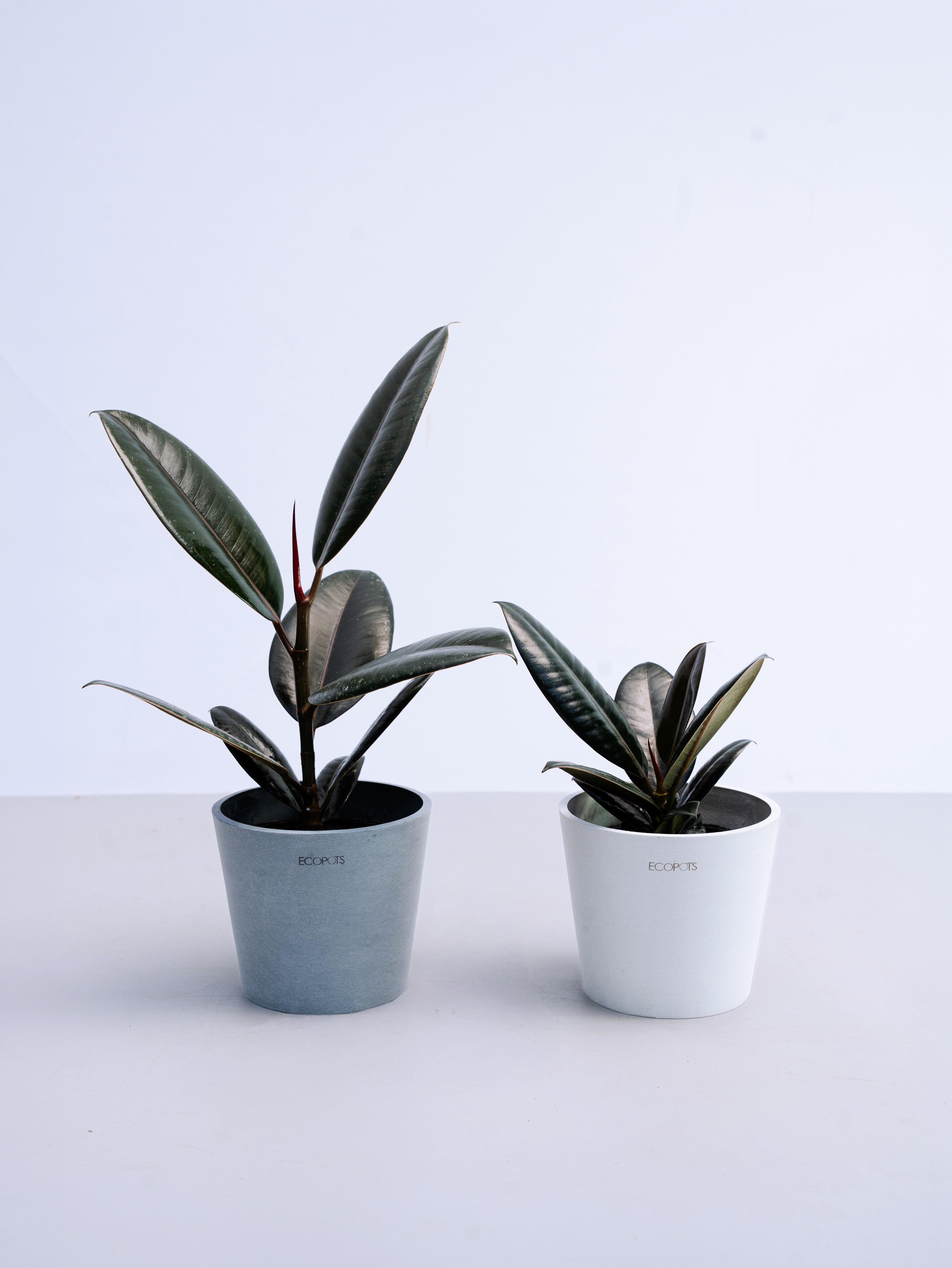 フィカス・バーガンディ Table-M | 観葉植物の通販 AND PLANTS (アンド
