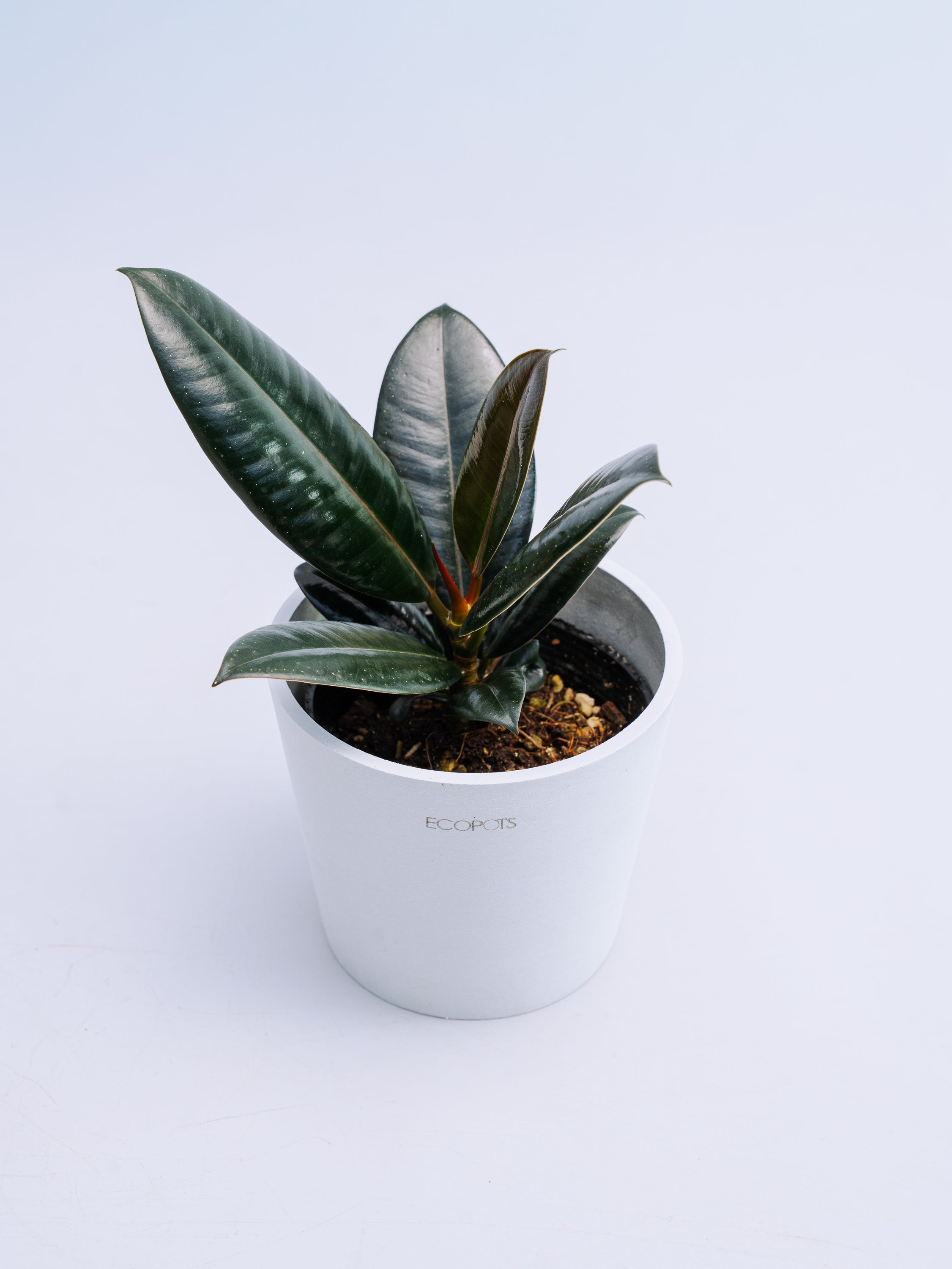 フィカス・バーガンディ Table-M | 観葉植物の通販 AND PLANTS (アンド