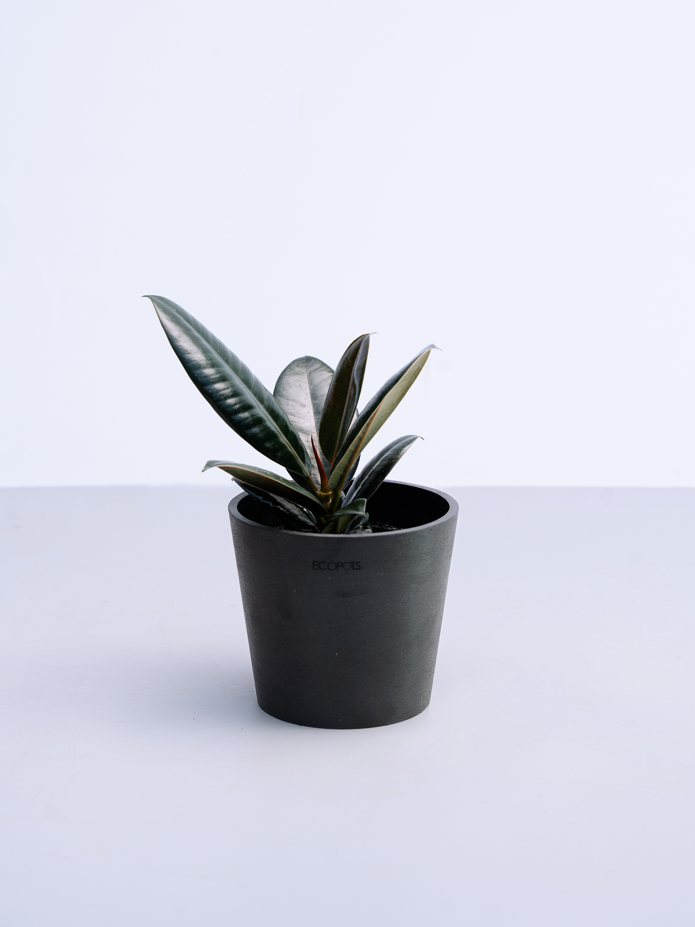 フィカス・バーガンディ Table-M | 観葉植物の通販 AND PLANTS (アンド