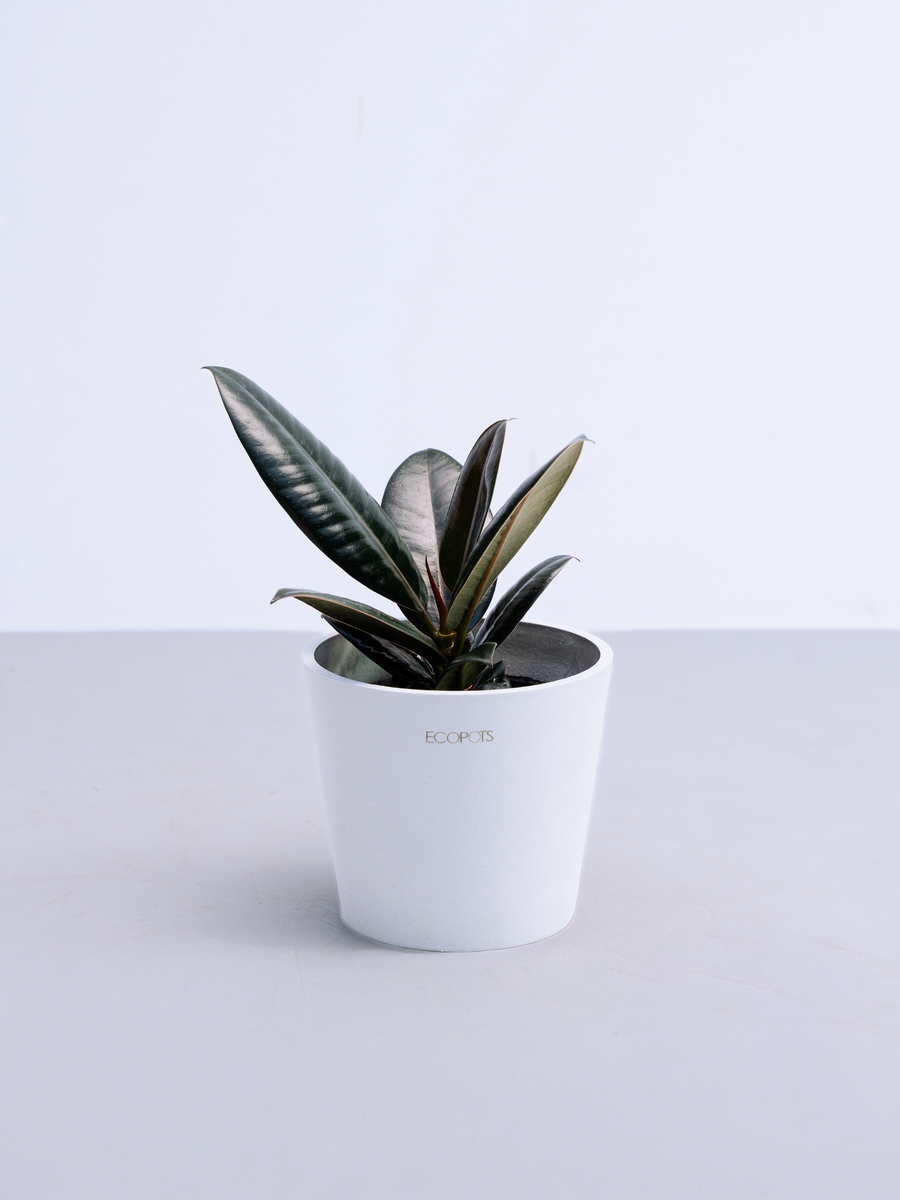 フィカス・バーガンディ | 観葉植物の通販 AND PLANTS (アンドプランツ)