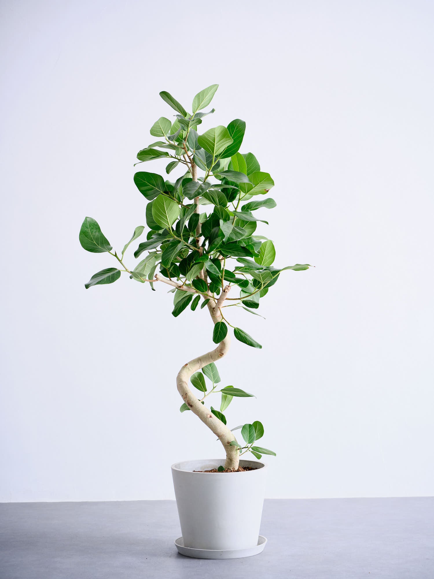 フィカス・ベンガレンシス まがり L 〈沖縄産〉 | 観葉植物の