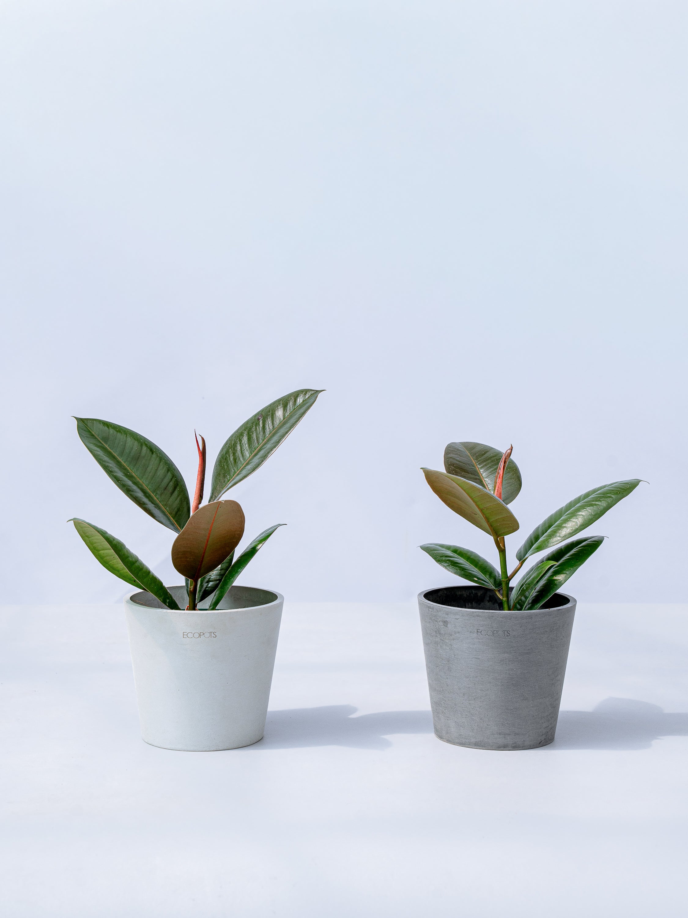 フィカス・ロブスター Table-M | 観葉植物の通販 AND PLANTS (アンド