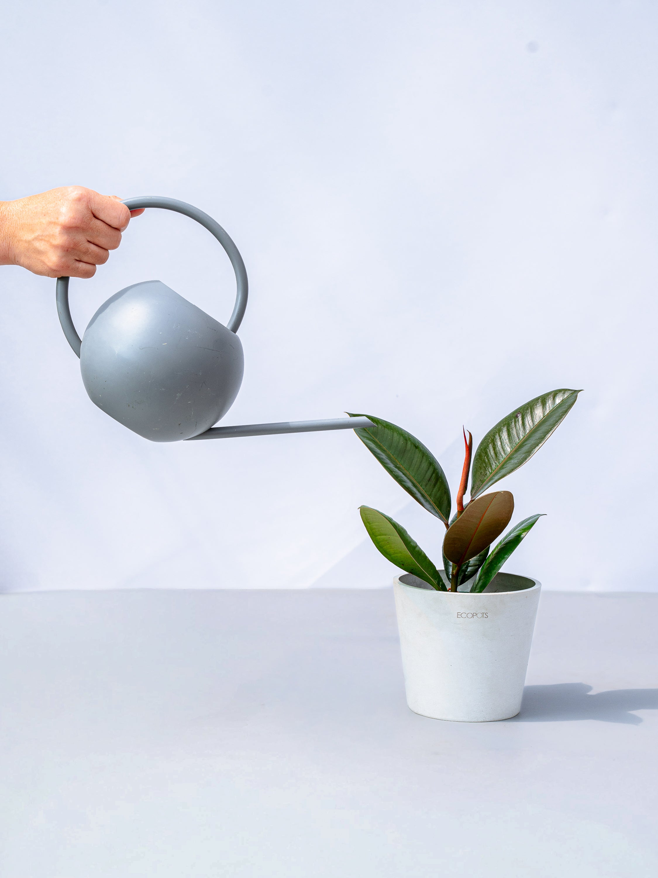 フィカス・ロブスター Table-M | 観葉植物の通販 AND PLANTS (アンド