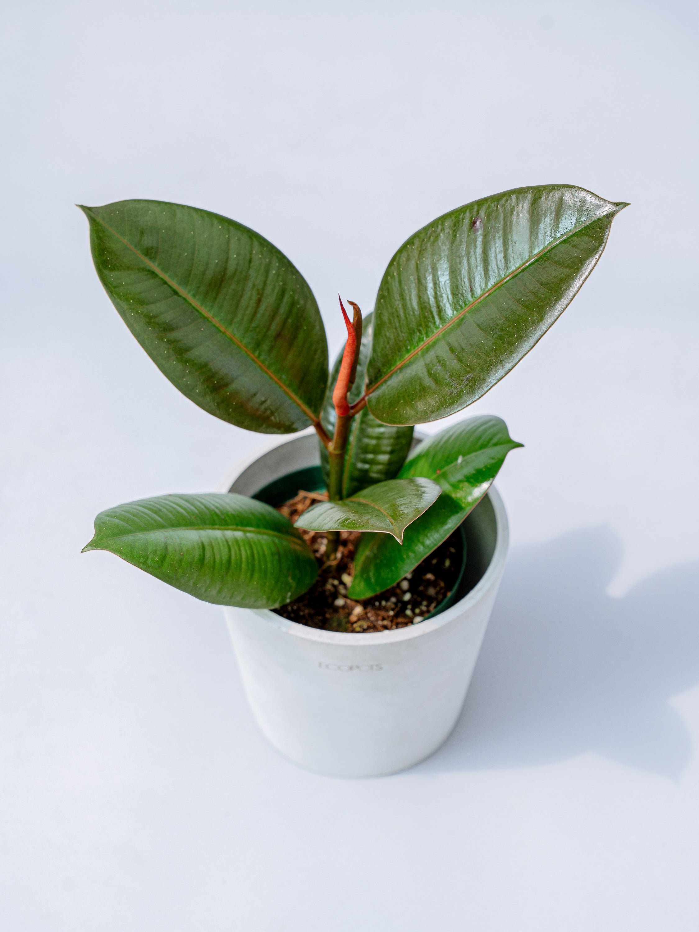 フィカス・ロブスター Table-M | 観葉植物の通販 AND PLANTS (アンド