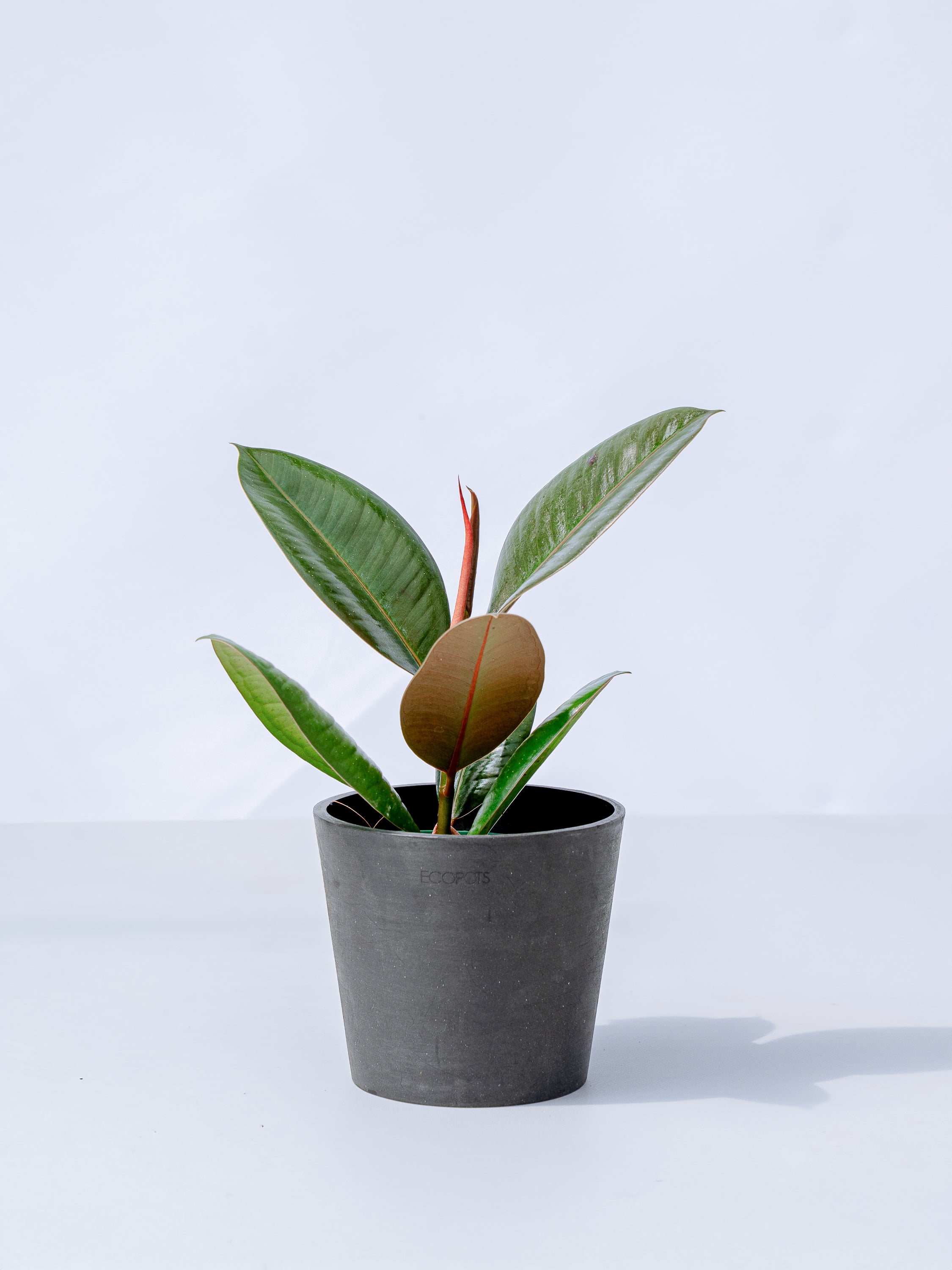 フィカス・ロブスター Table-M | 観葉植物の通販 AND PLANTS (アンド