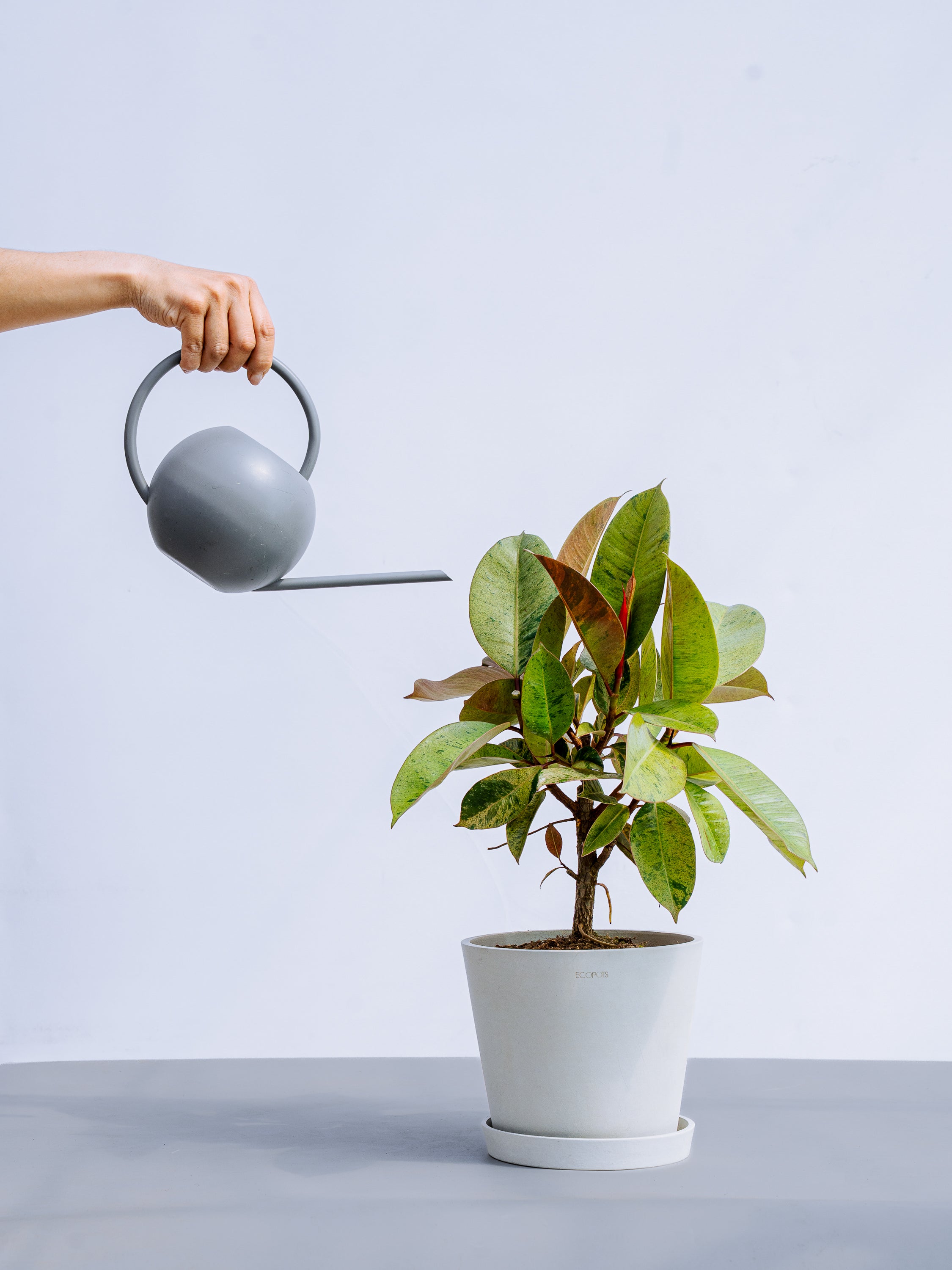 フィカス・ジン S | 観葉植物の通販 AND PLANTS (アンドプランツ)