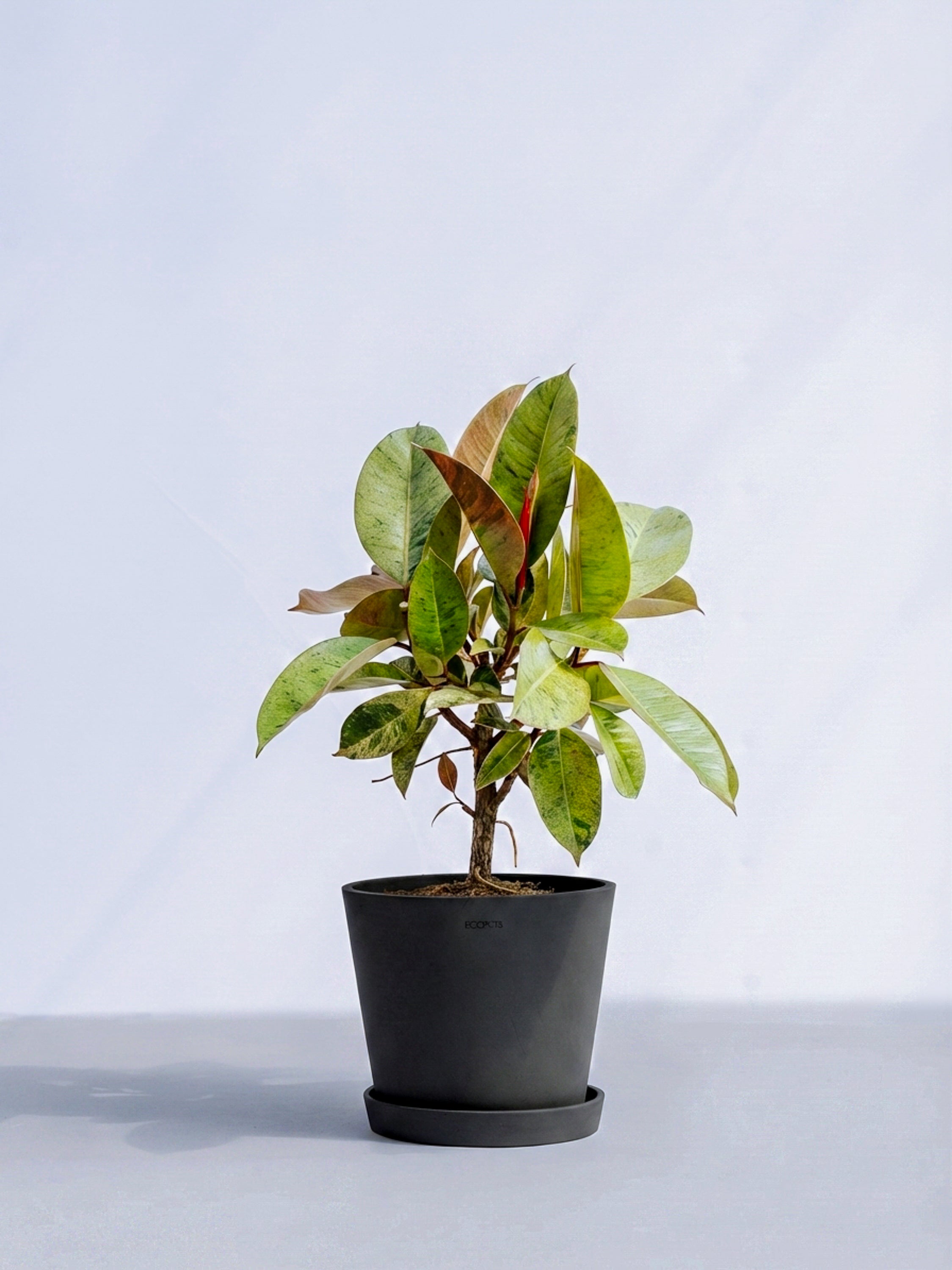 フィカス・ジン S | 観葉植物の通販 AND PLANTS (アンドプランツ)