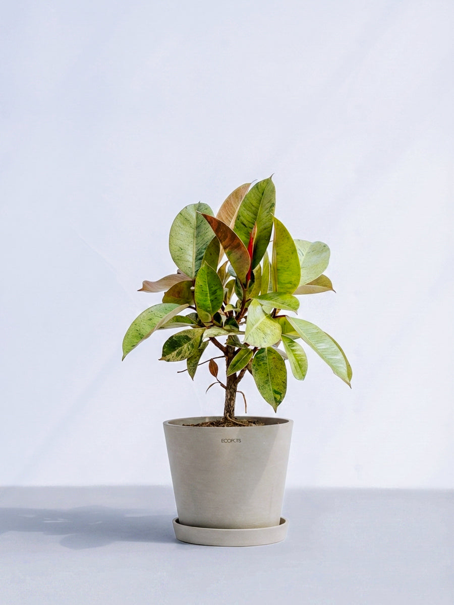 フィカス・ジン　SPILAL フィカス・ジン | 観葉植物の通販 AND PLANTS (アンドプランツ)