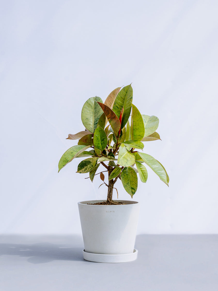 フィカス・ジン | 観葉植物の通販 AND PLANTS (アンドプランツ)