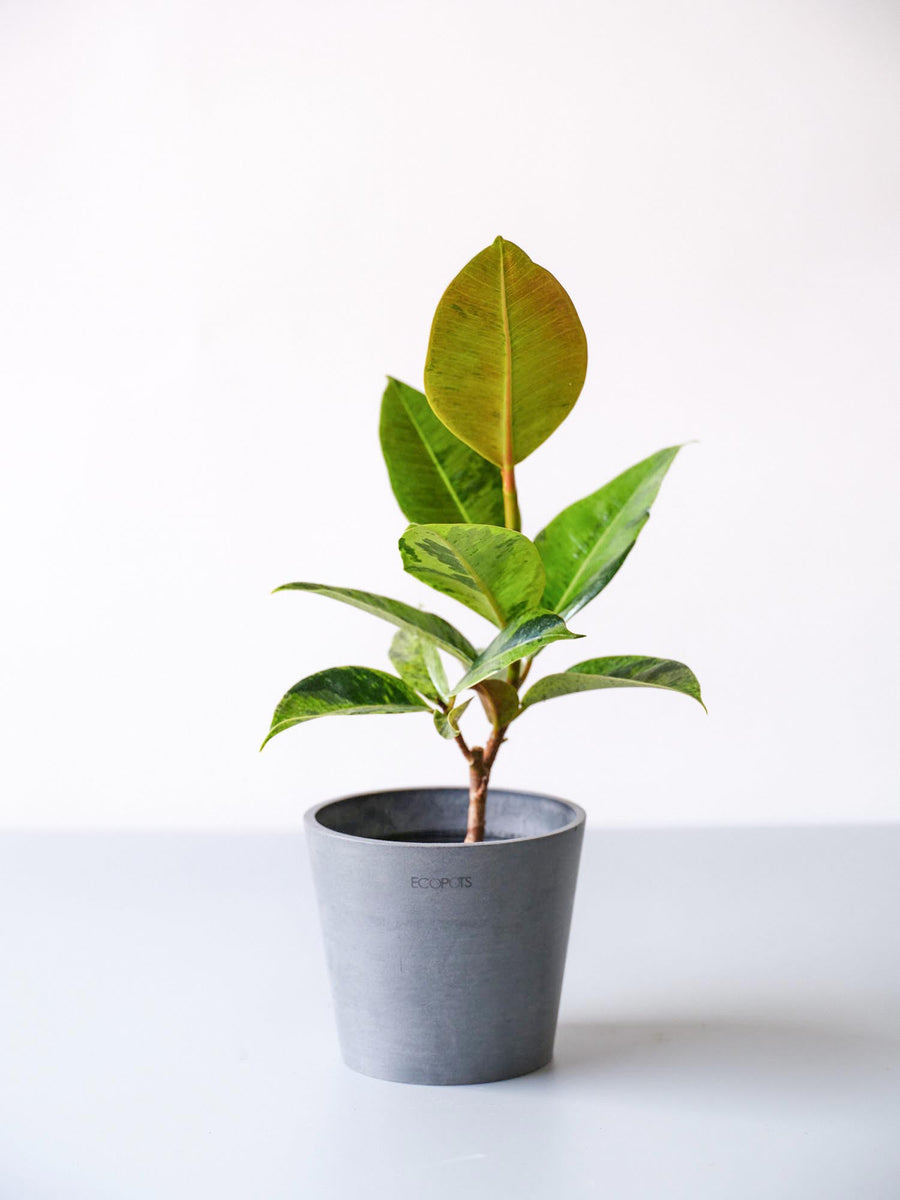 フィカス・ジン 4号 | 観葉植物の通販 AND PLANTS (アンドプランツ)