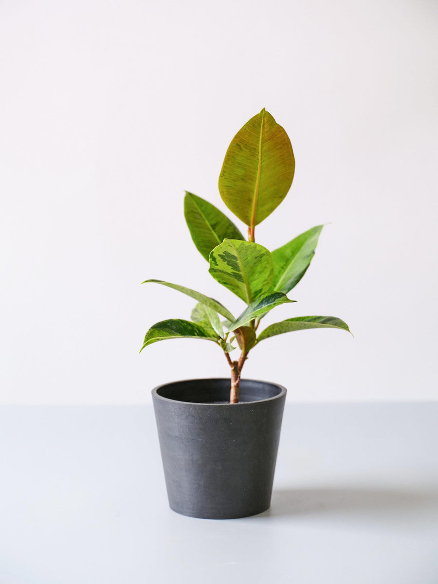 フィカス・ジン | 観葉植物の通販 AND PLANTS (アンドプランツ)