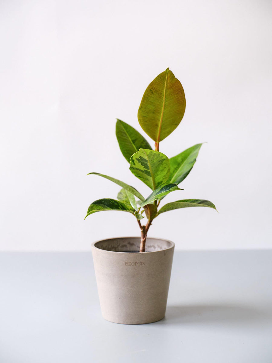 フィカス・ジン 4号 | 観葉植物の通販 AND PLANTS (アンドプランツ)