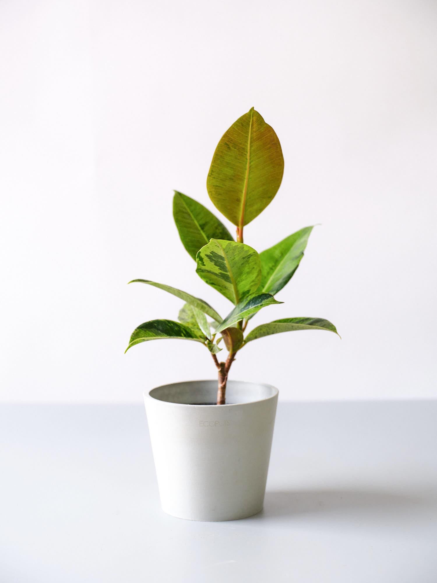 フィカス（ゴムの木） | 観葉植物の通販 AND PLANTS (アンドプランツ)