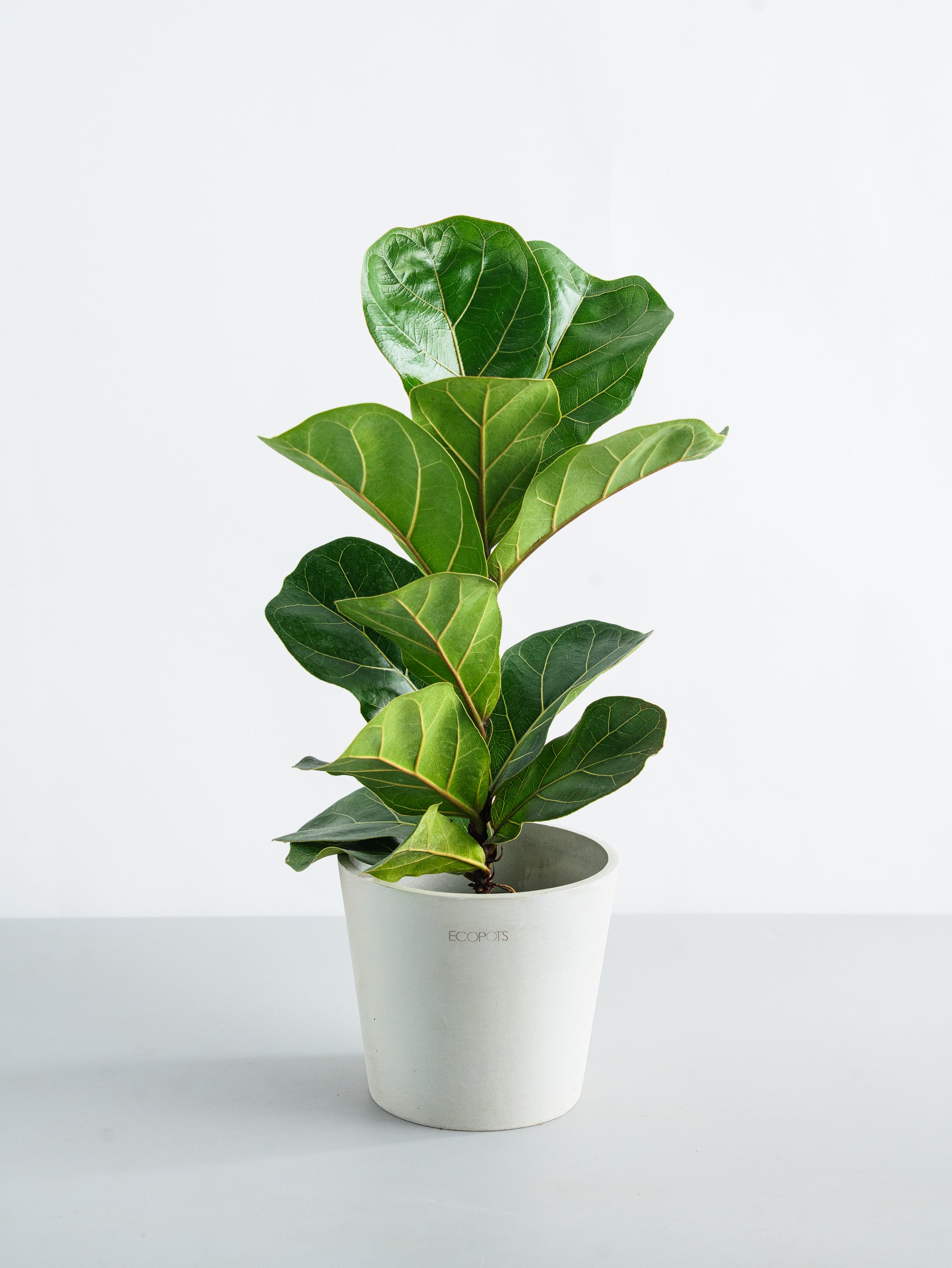フィカス・リラータ・バンビーノ Table-M | 観葉植物の通販 AND PLANTS