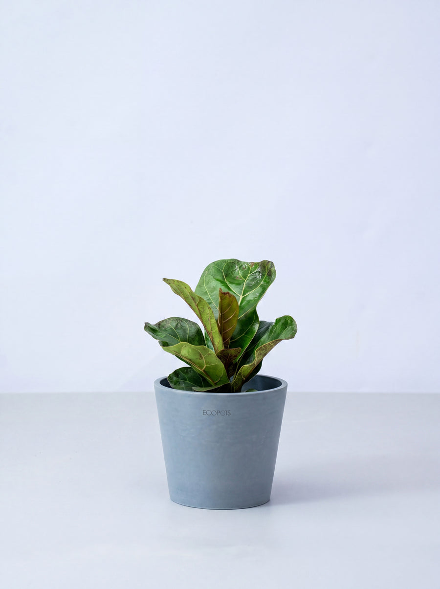 フィカス・リラータ・バンビーノ ノーマル | 観葉植物の通販 AND