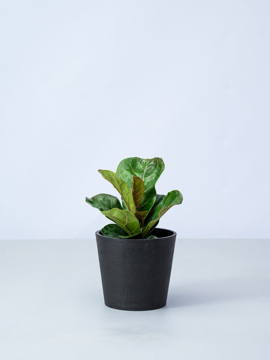 フィカス・リラータ（カシワバゴムノキ） | 観葉植物の通販 AND PLANTS