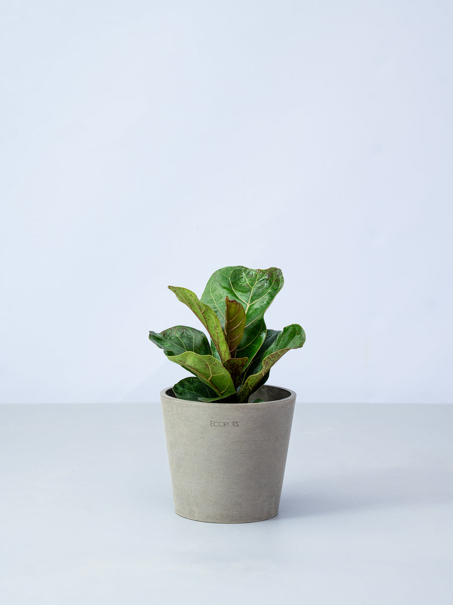 フィカス・リラータ（カシワバゴムノキ） | 観葉植物の通販 AND PLANTS