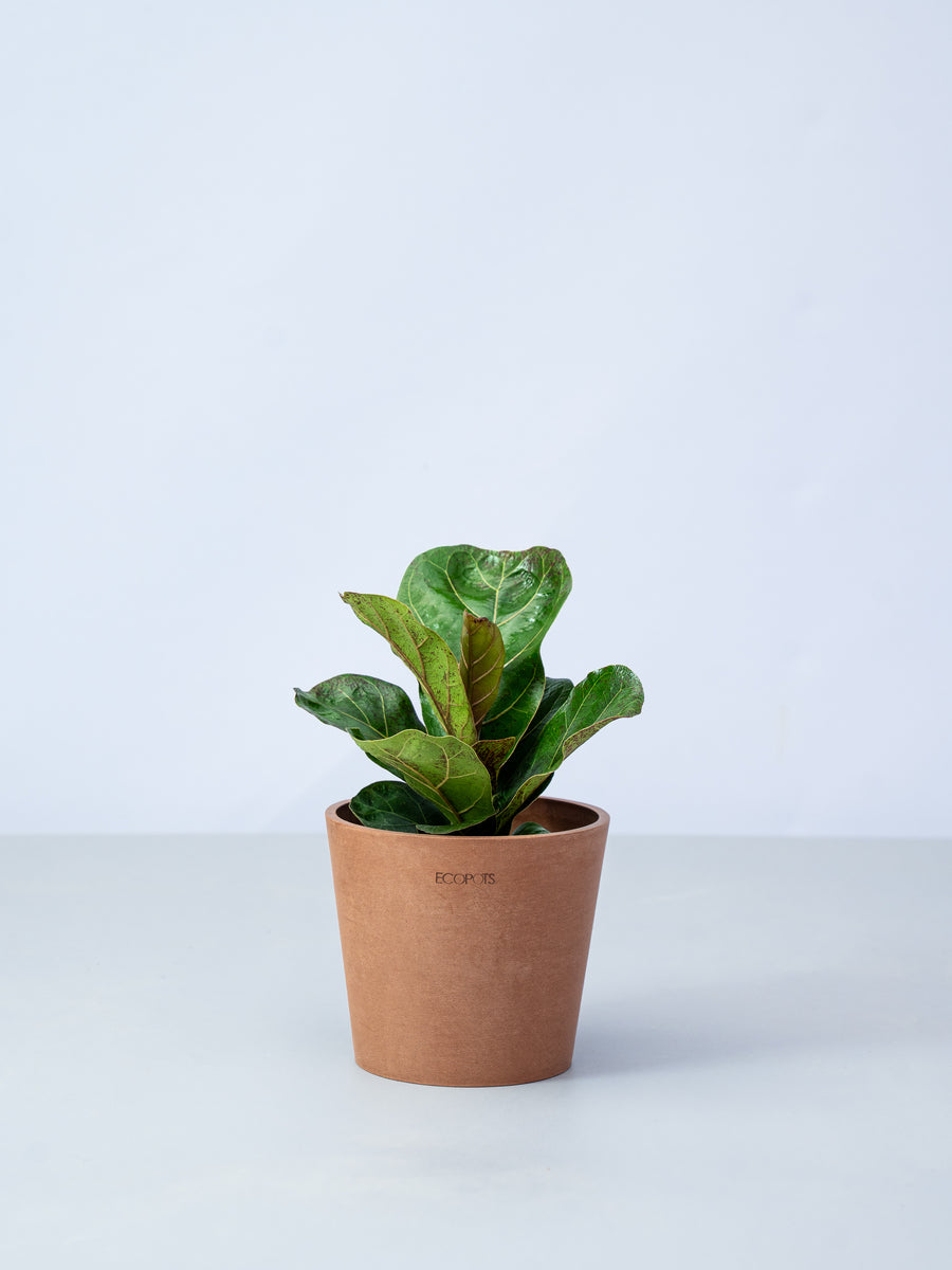 フィカス・リラータ・バンビーノ 4号 | 観葉植物の通販 AND PLANTS