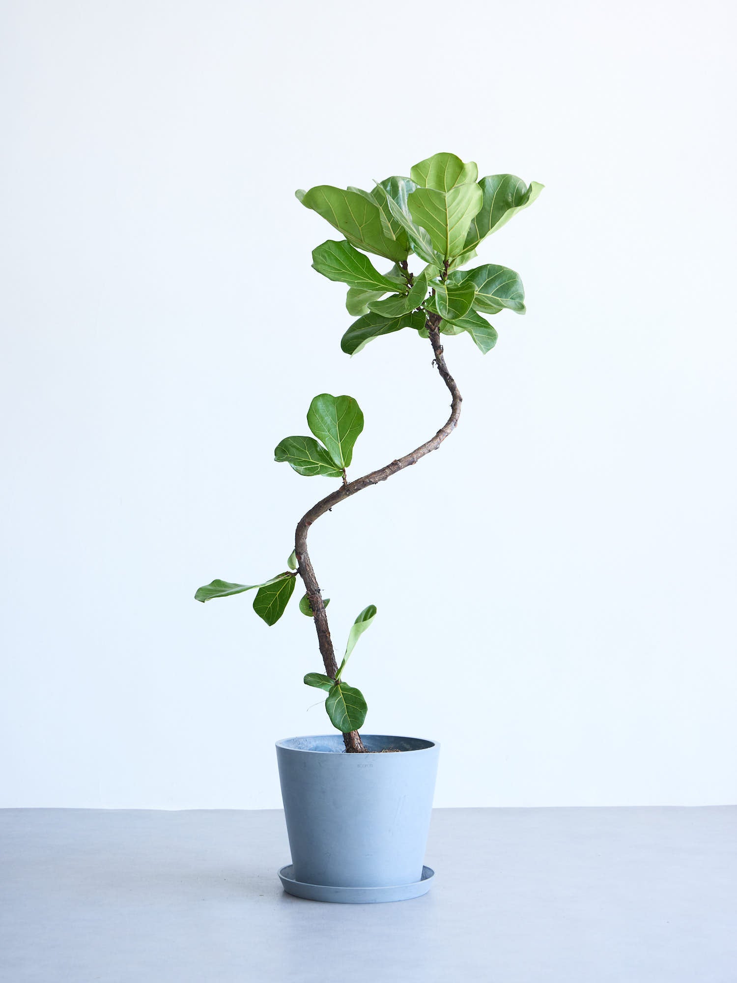 お値下げ！フィカス・リラータバンビーノ(カシワバゴム） お引取り限定 お値下げ！フィカス・リラータバンビーノ(カシワバゴム） お引取り限定