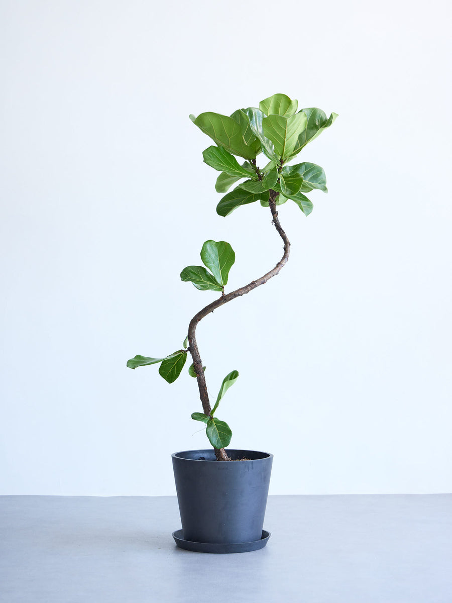 フィカス・リラータ・バンビーノ | 観葉植物の通販 AND PLANTS (アンド