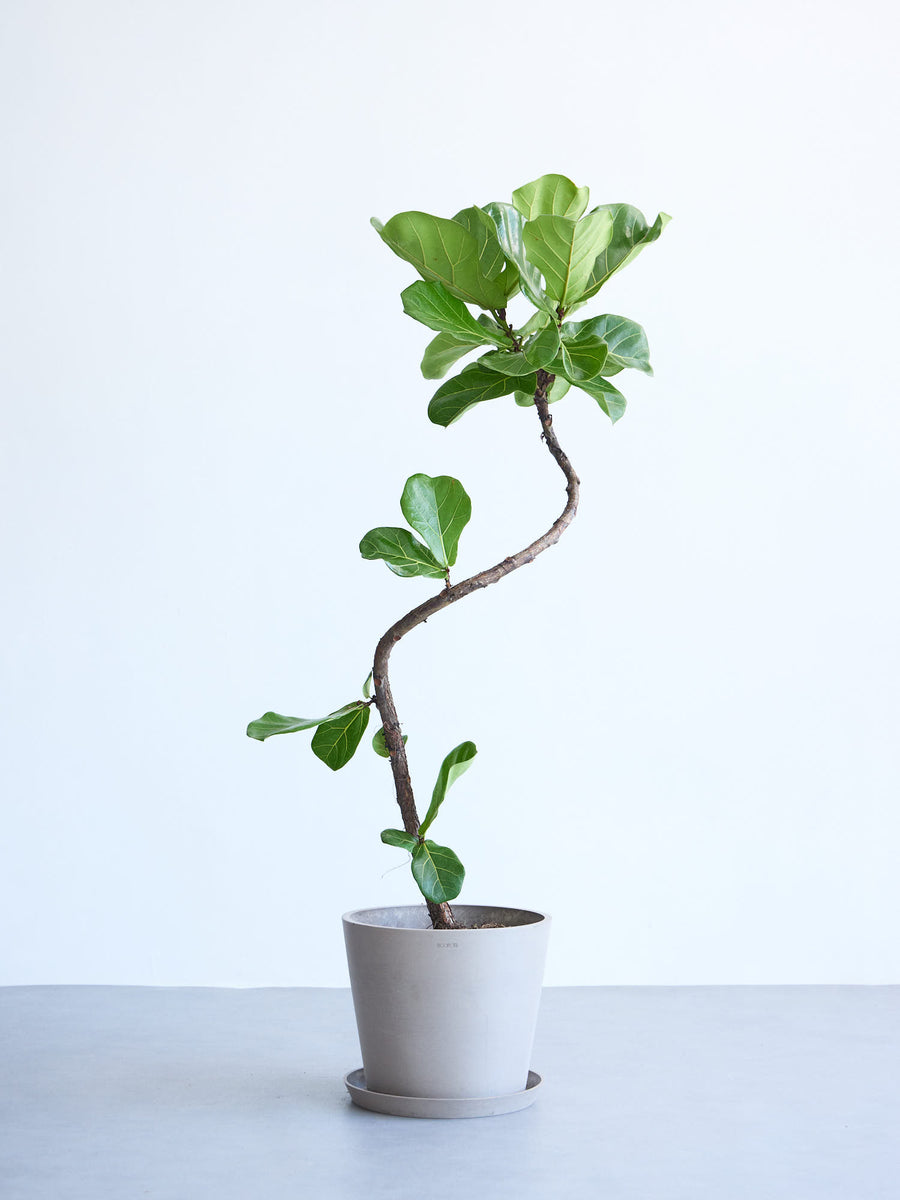 フィカス・リラータ・バンビーノ | 観葉植物の通販 AND PLANTS (アンド