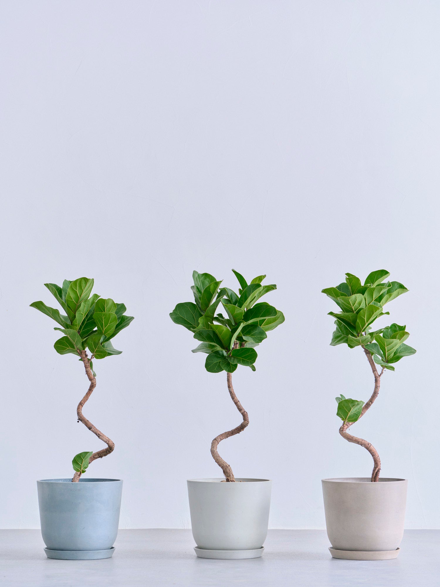 フィカス・リラータ・バンビーノ まがりM | 観葉植物の通販 AND PLANTS