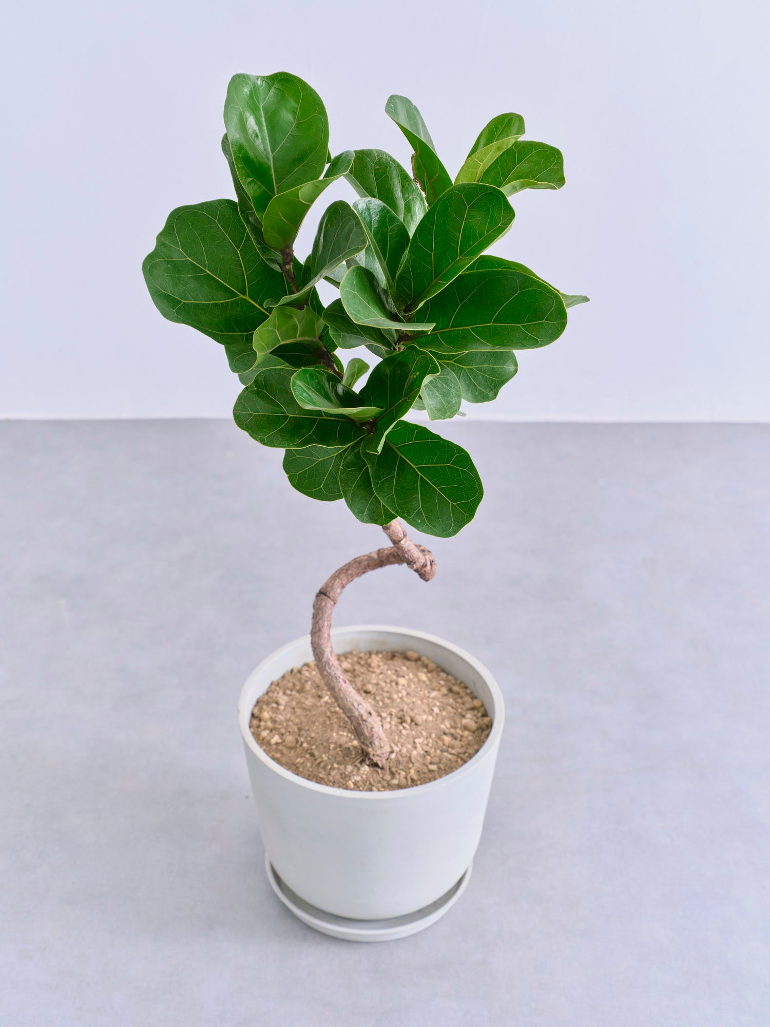 フィカス・リラータ・バンビーノ まがりM | 観葉植物の通販 AND PLANTS