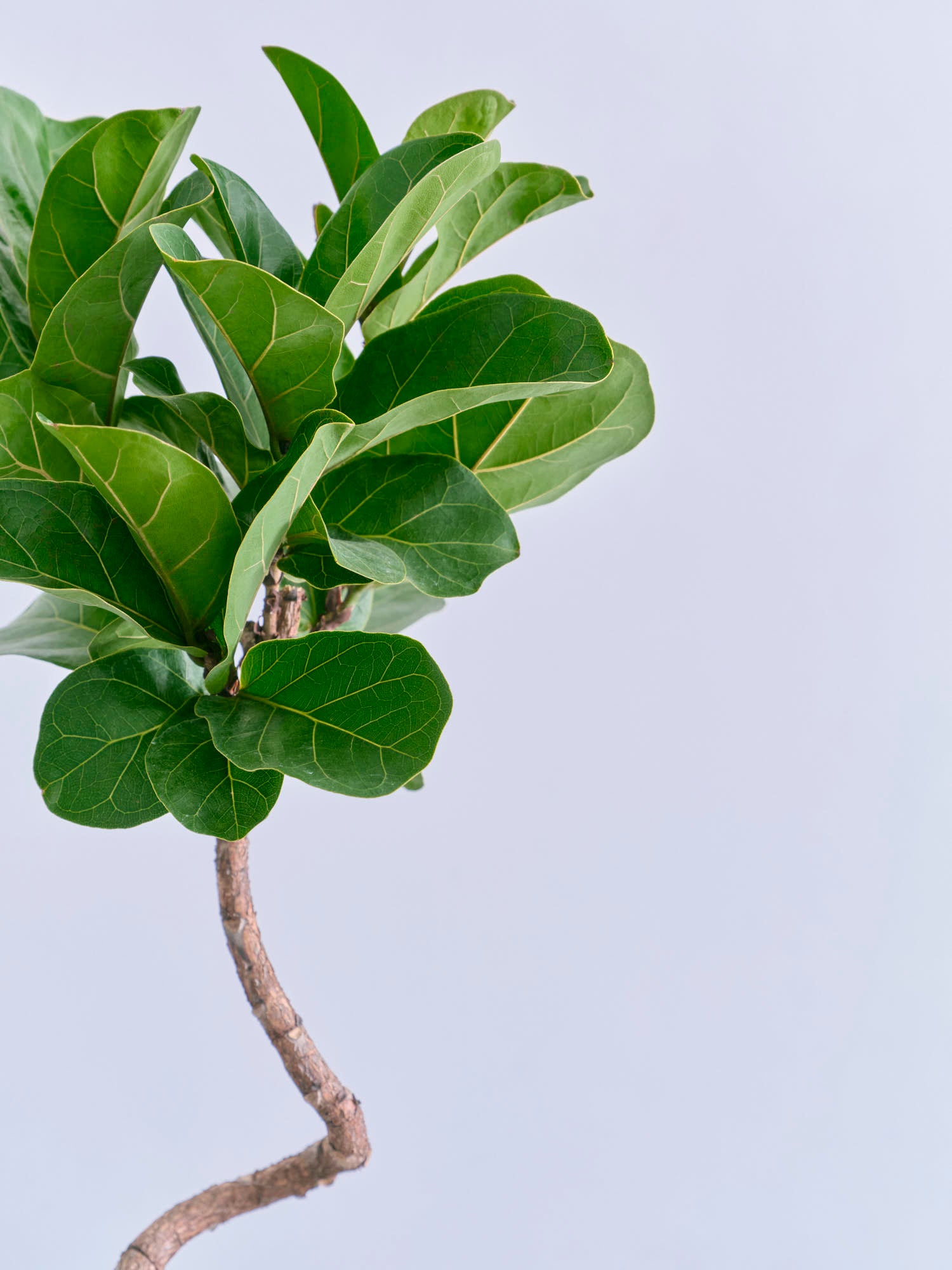 フィカス・リラータ・バンビーノ まがりM | 観葉植物の通販 AND PLANTS