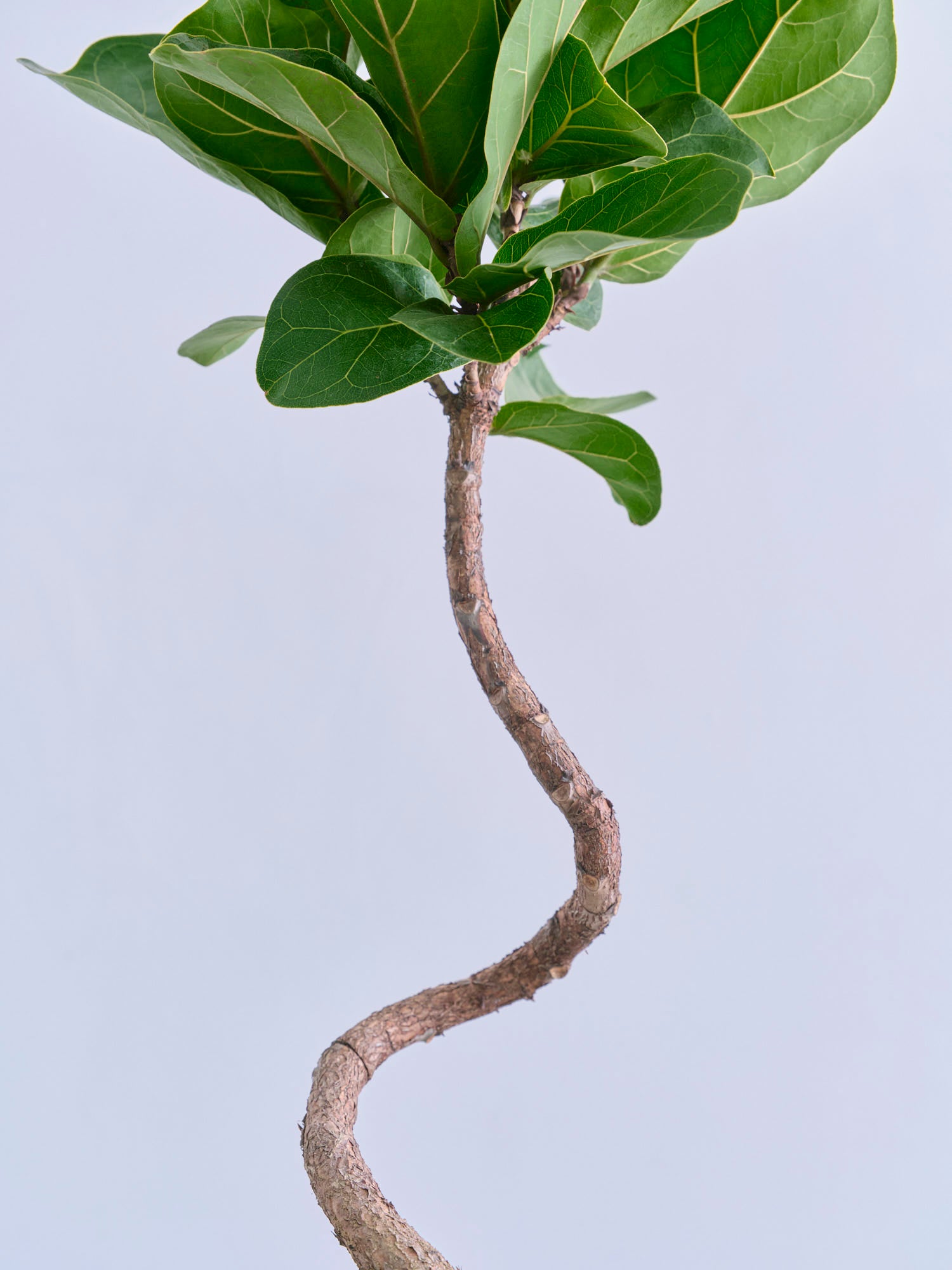 フィカス・リラータ・バンビーノ まがりM | 観葉植物の通販 AND PLANTS