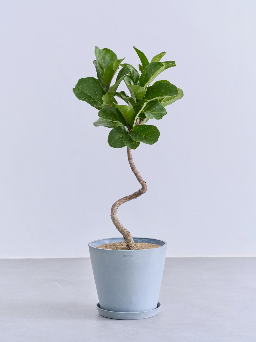 フィカス・リラータ・バンビーノ まがり | 観葉植物の通販 AND PLANTS