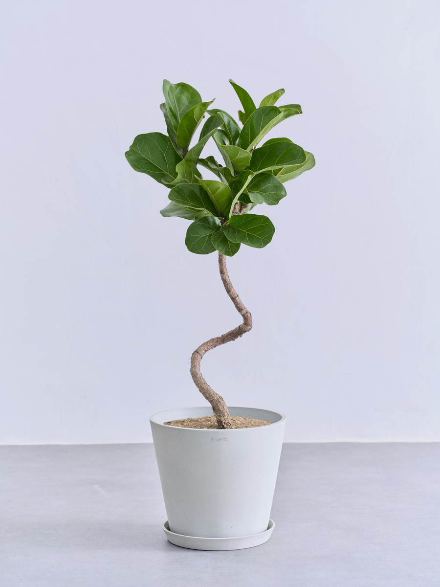 フィカス・リラータ・バンビーノ まがり | 観葉植物の通販 AND PLANTS