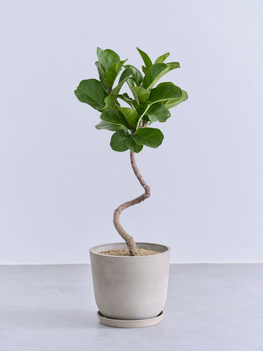 フィカス・リラータ（カシワバゴムノキ） | 観葉植物の通販 AND PLANTS