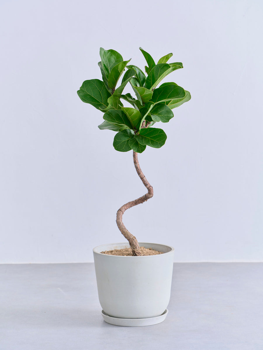 フィカス・リラータ・バンビーノ まがり | 観葉植物の通販 AND PLANTS