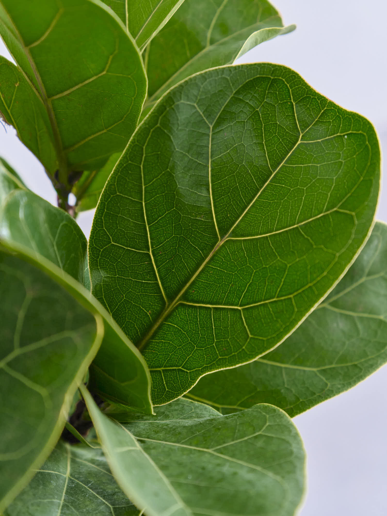 フィカス・リラータ・バンビーノ まがりM | 観葉植物の通販 AND PLANTS