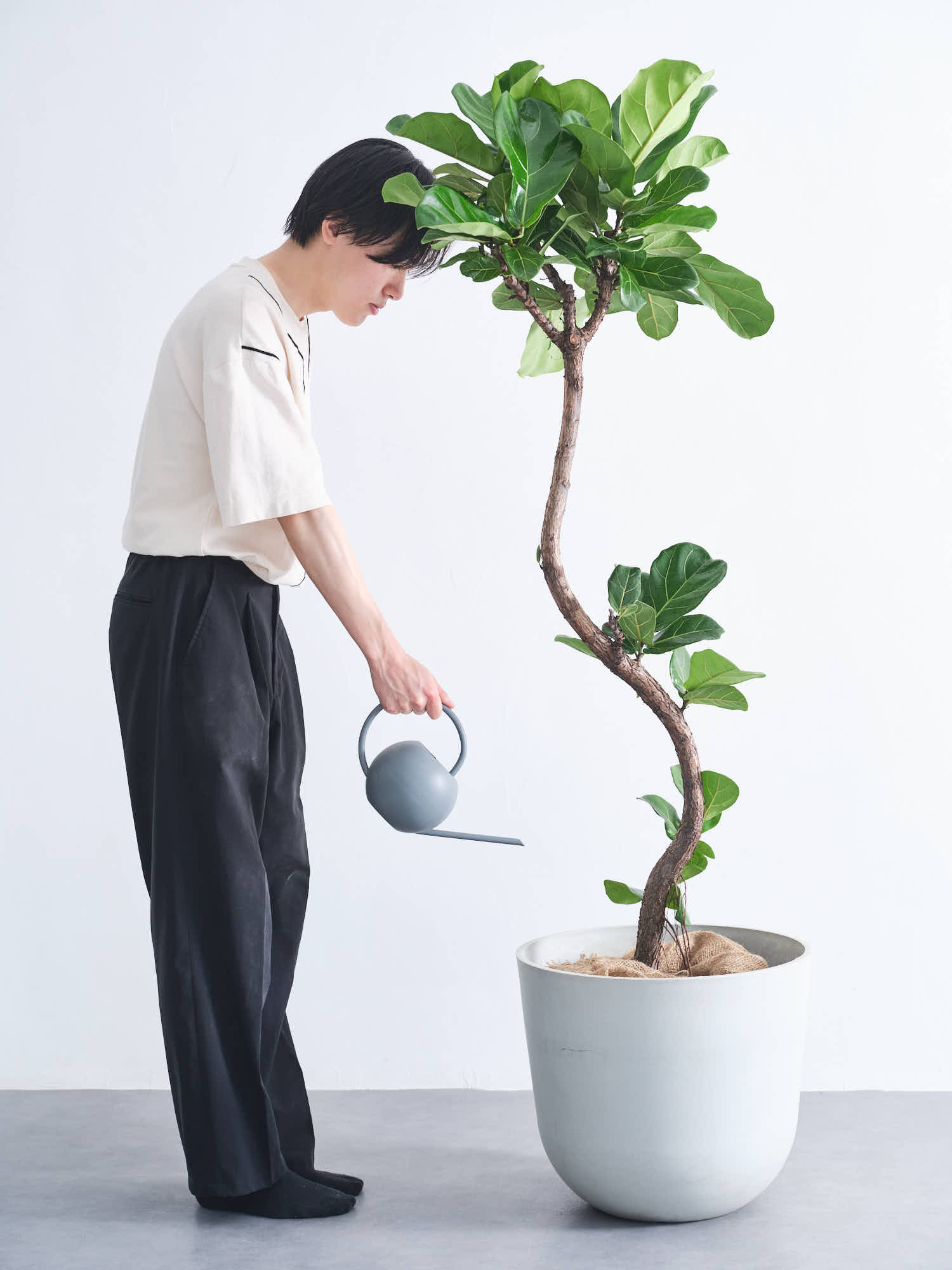 フィカス・リラータ・バンビーノ まがり XL | 観葉植物の通販 AND