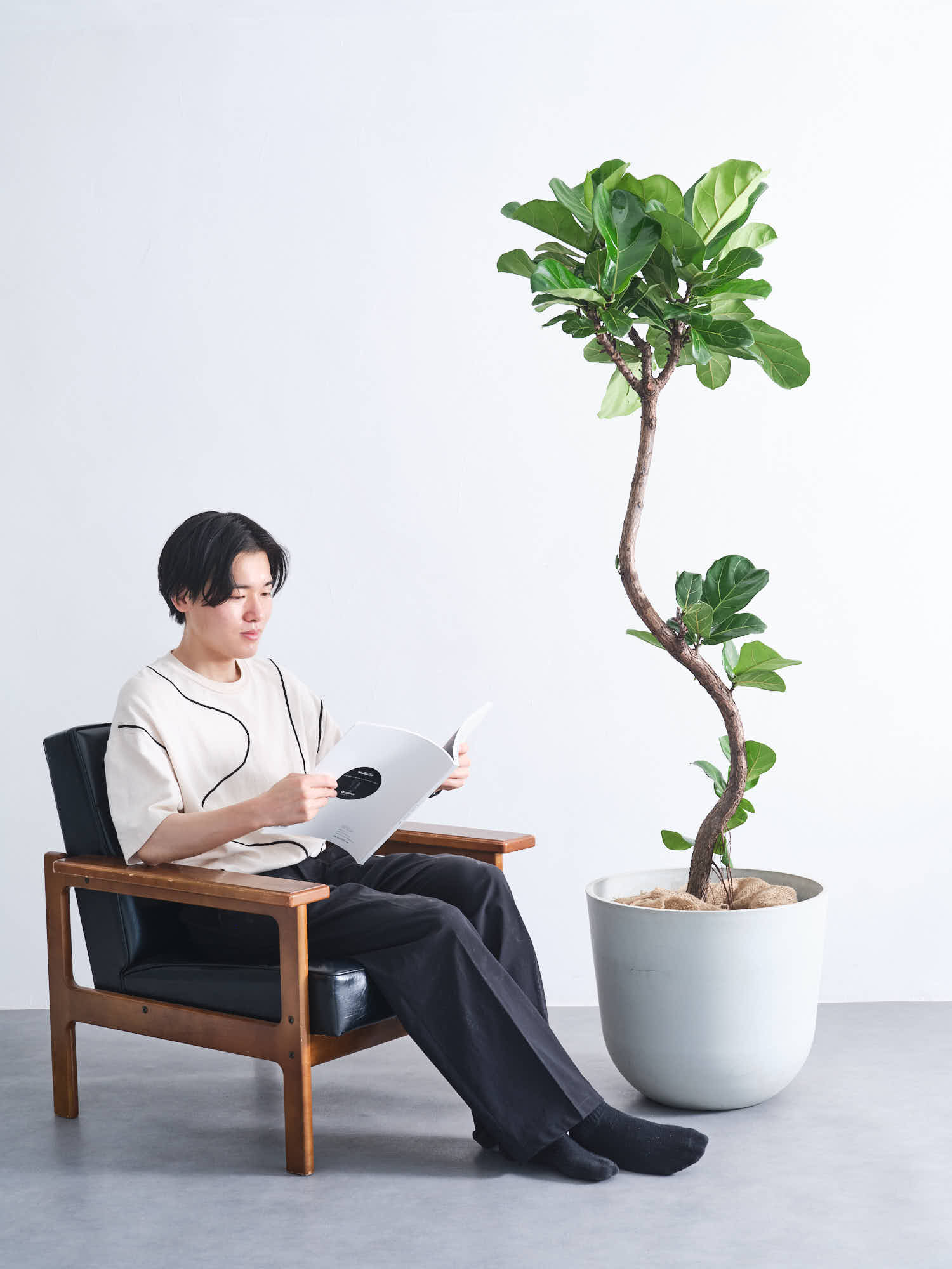 フィカス・リラータ・バンビーノ まがり XL | 観葉植物の通販 AND