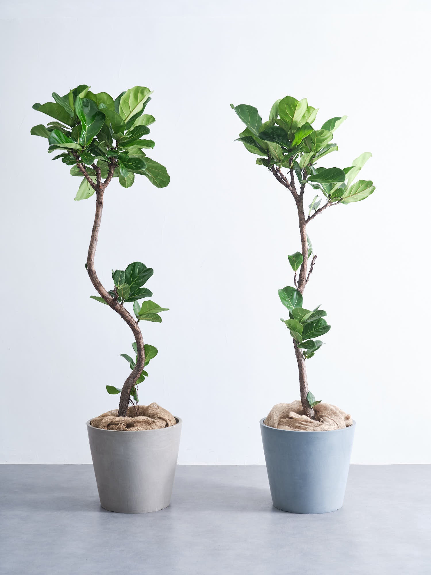 フィカス・リラータ・バンビーノ まがり XL | 観葉植物の通販 AND