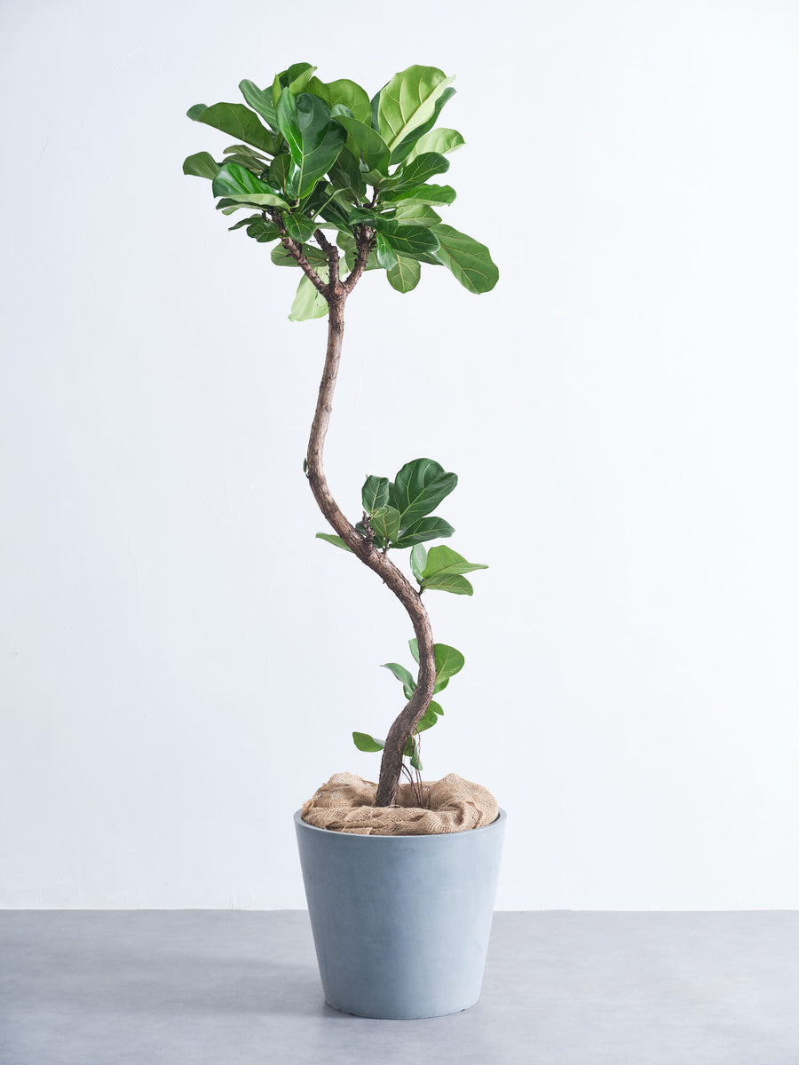 フィカス・リラータ・バンビーノ まがり | 観葉植物の通販 AND PLANTS