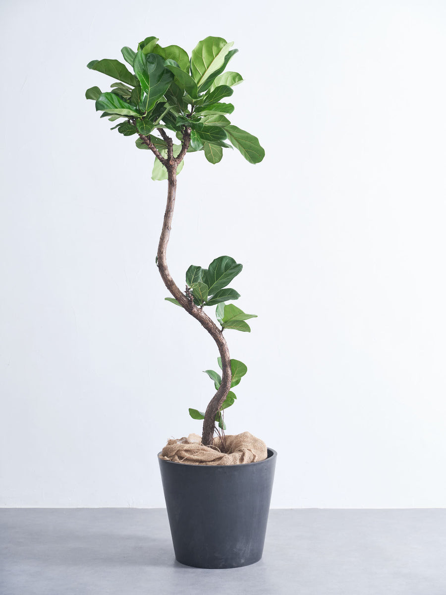 フィカス・リラータ（カシワバゴムノキ） | 観葉植物の通販 AND PLANTS